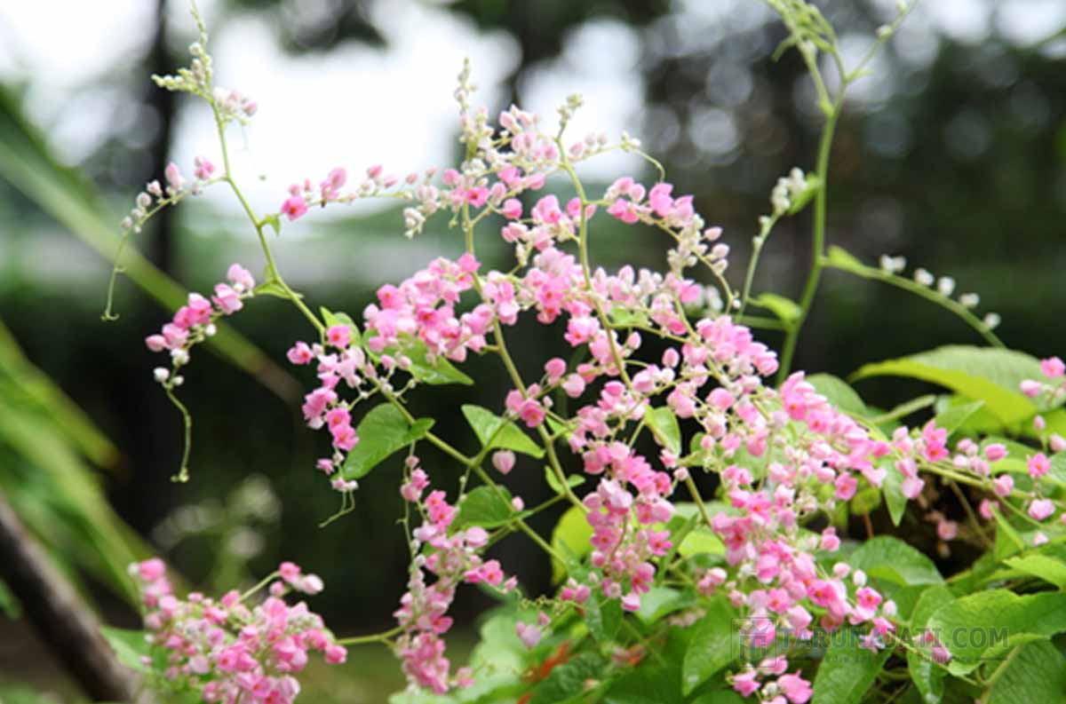 Coral Vine