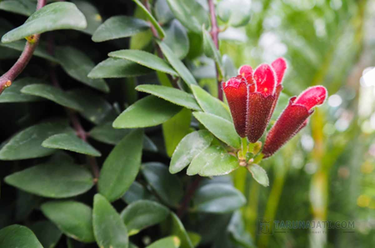 Tanaman Rambat Lipstick Plant