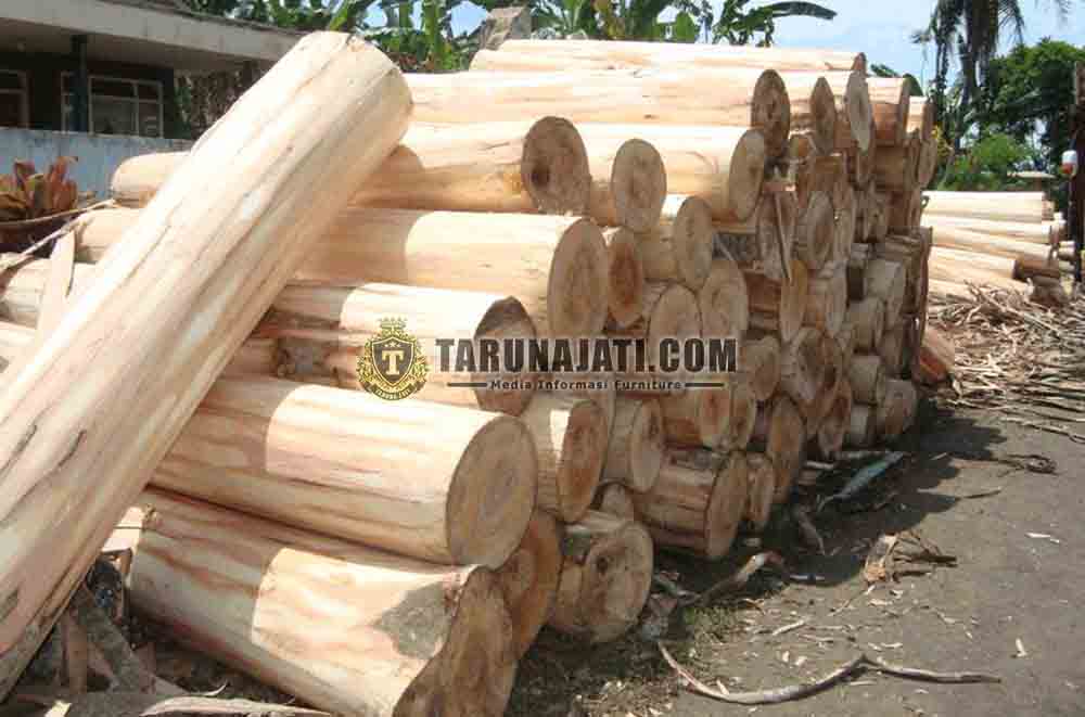 Kayu Sengon untuk pembuatan papan triplek