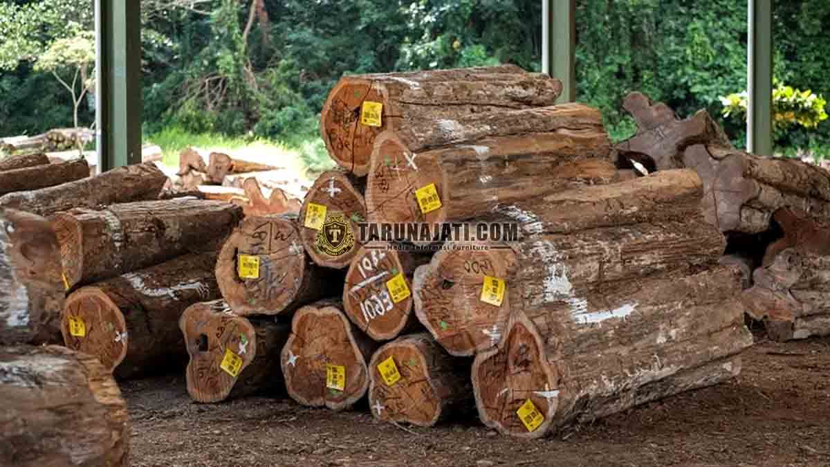 Keunikan Kayu Jati